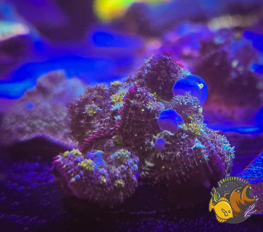 Blue Balls Bounce Mushroom