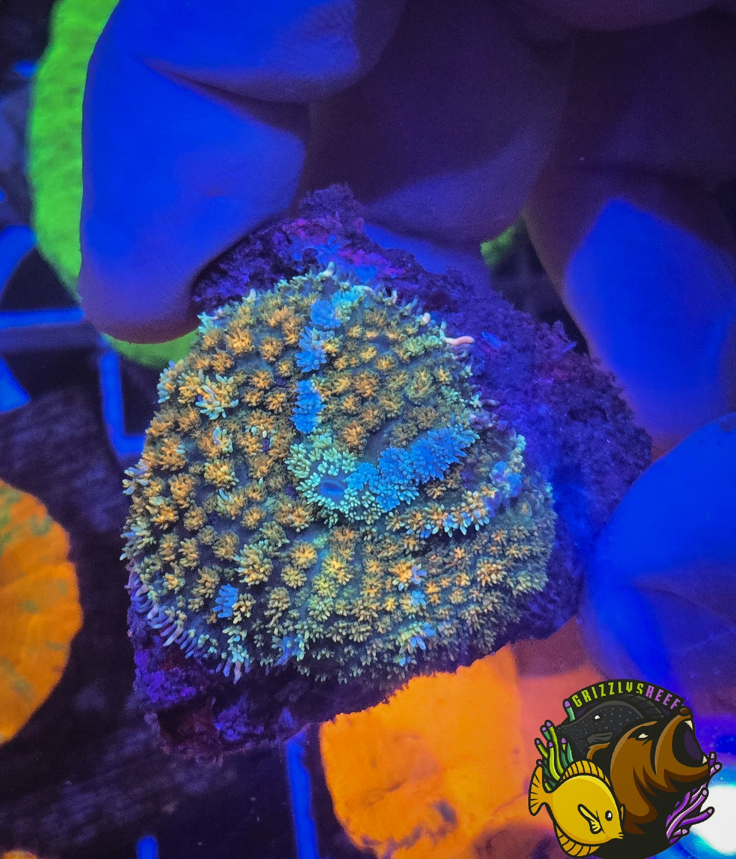 Circus Mushroom Bounce