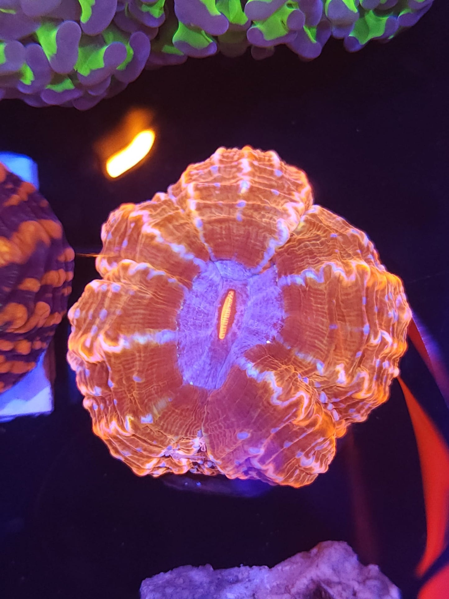 Indophyllia