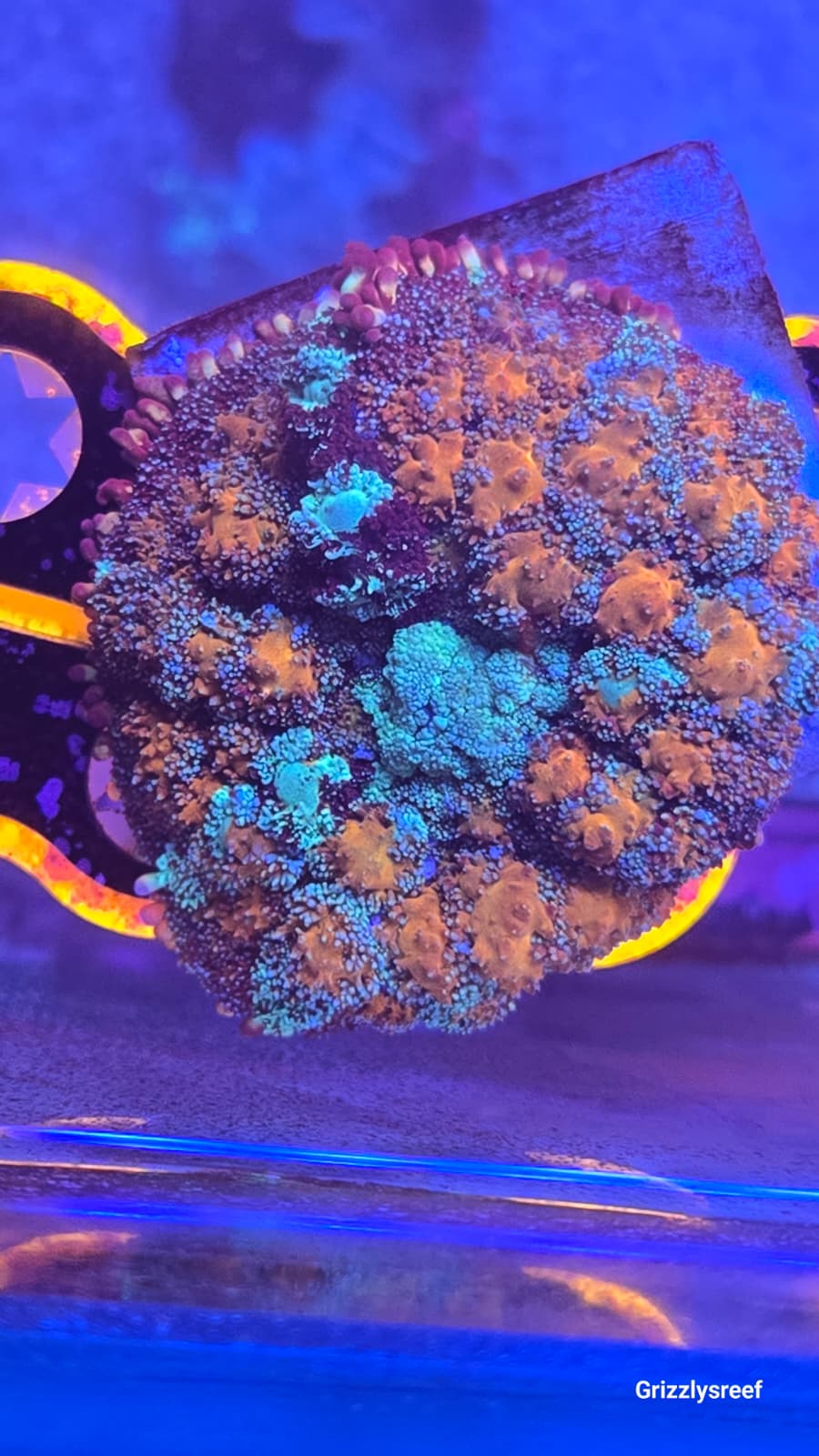 Rainbow Pincushion Bounce Mushroom