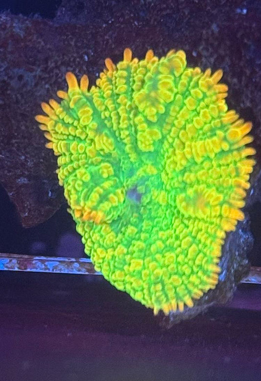 Tequila Sunrise Bounce Mushroom