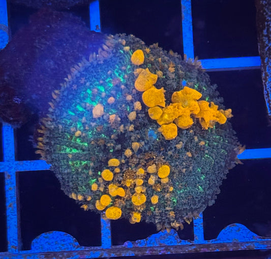 Sunkist Bounce Mushroom