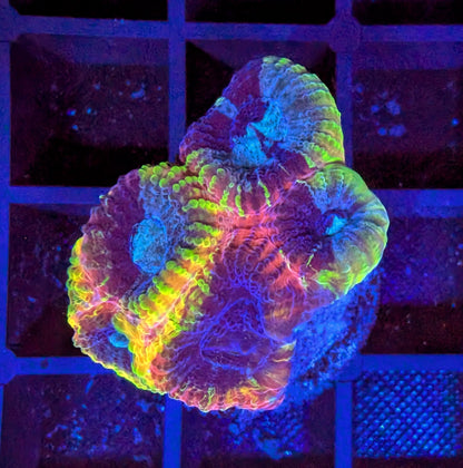 Yellow Submarine Favia