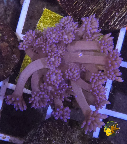 Purple Goni
