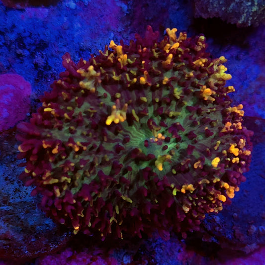 Magic carpet mushroom