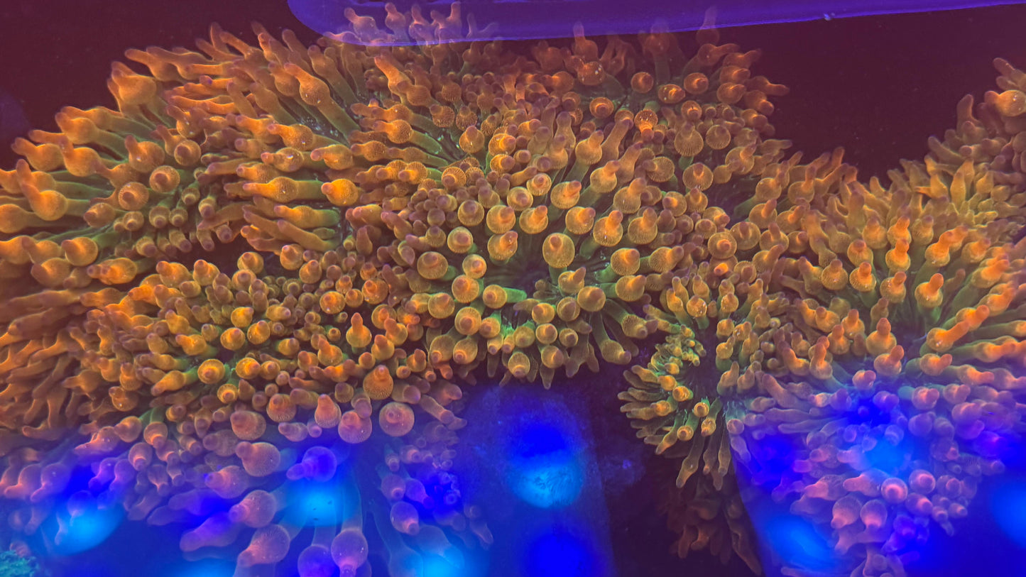 Rainbow BTA