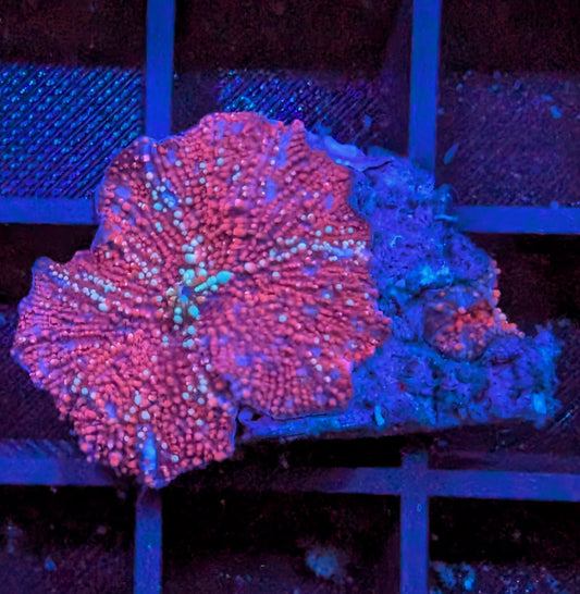 Little red riding hood discosomas