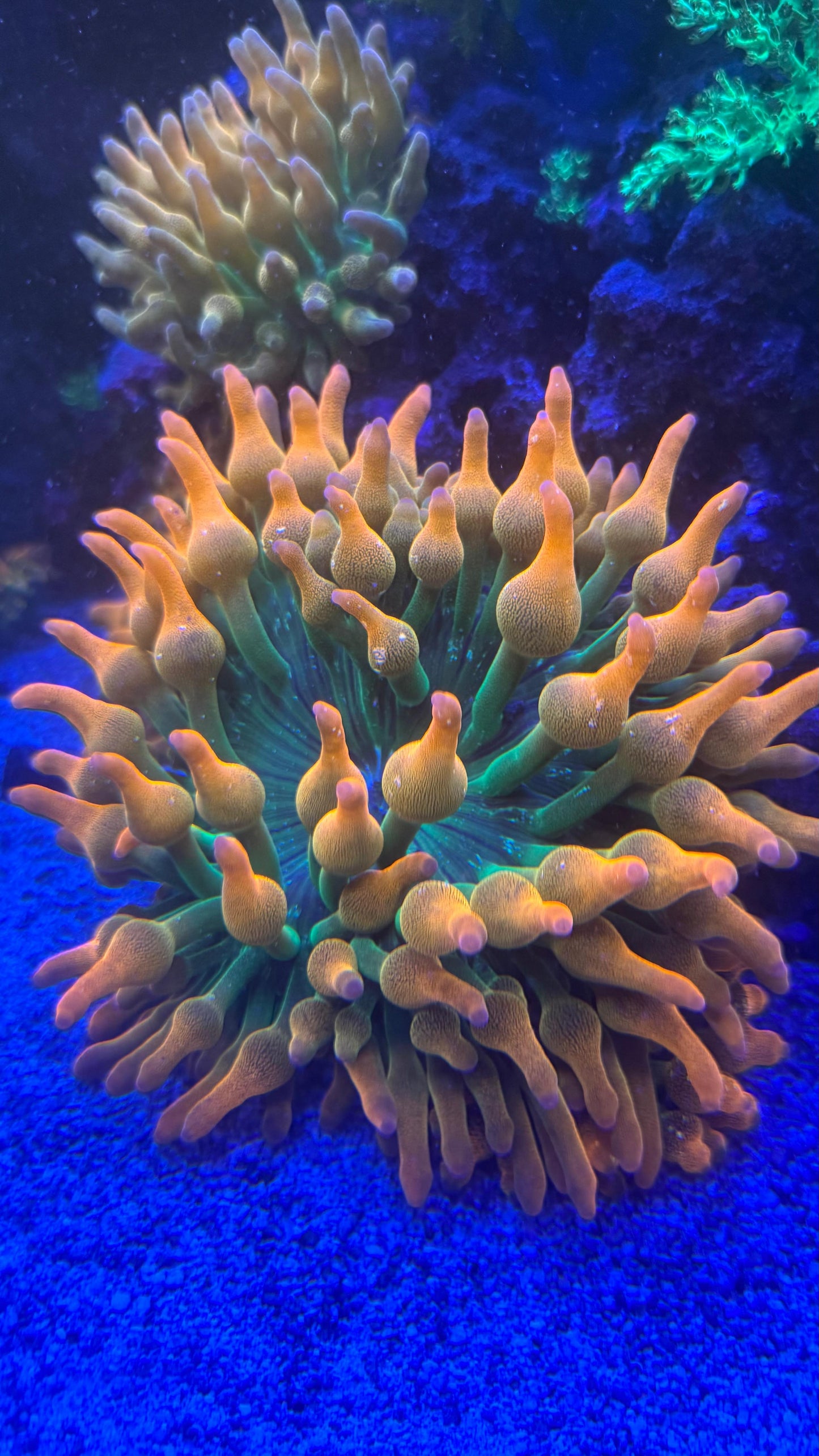 Rainbow BTA