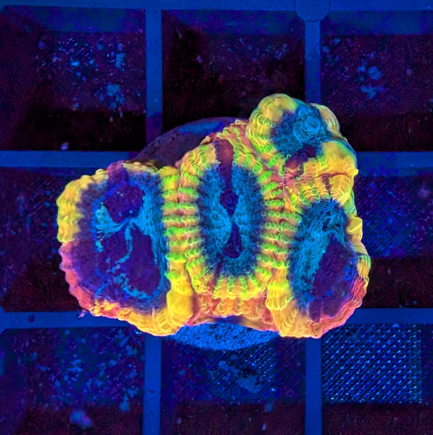 Yellow Submarine Favia