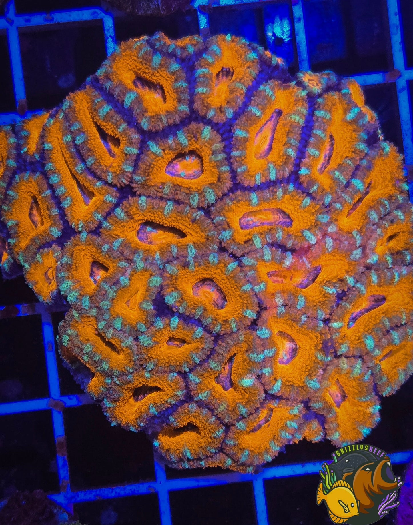 Acan colony (15+ heads)