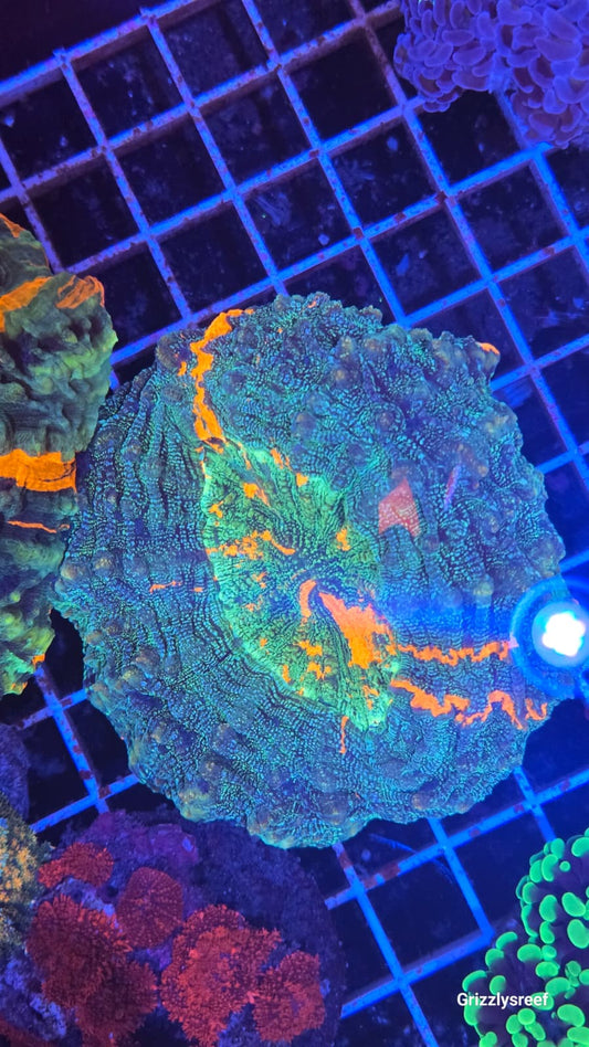 Glitter Acantho