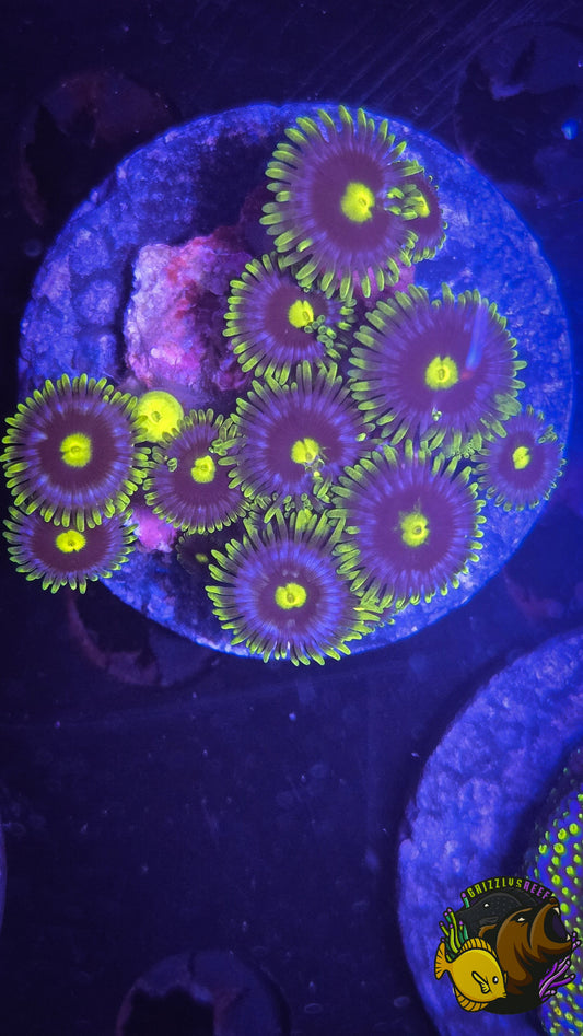 Blueberry Fields Zoa