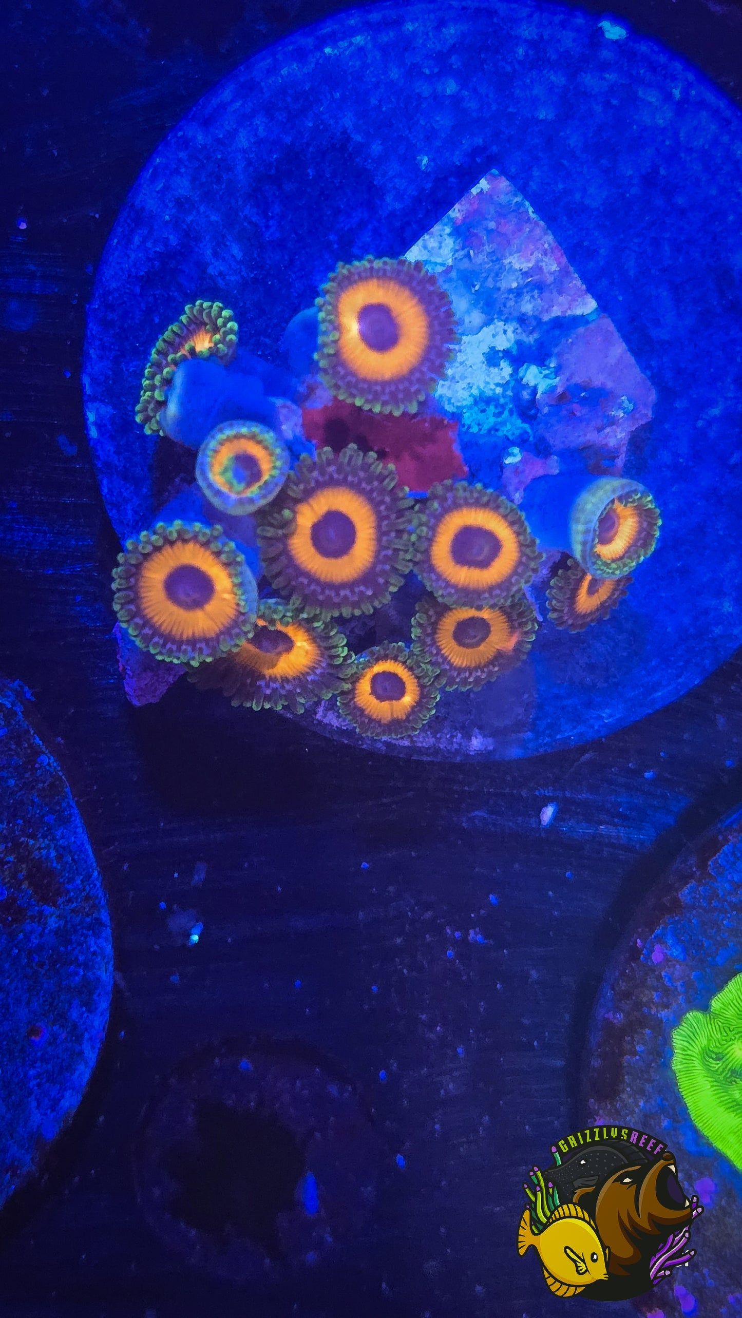 Fruit loop Zoa