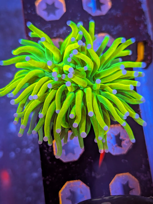 ASD Holy Grail Torch