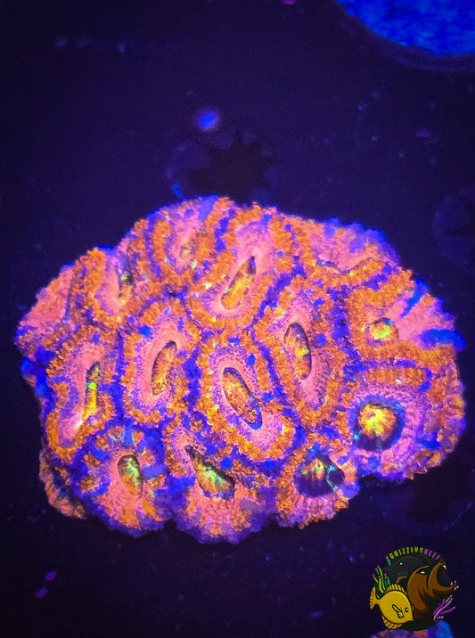 Rainbow Acan Colony